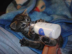 Kittenmelk